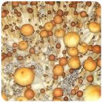 Псилоцибиновые (галлюциногенные)  грибы Psilocybin "Golden Teacher" в Семикаракорске