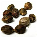 Семена марихуаны АК-47  (Seeds AK-47) в Семикаракорске